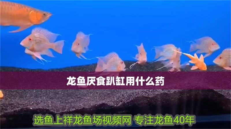 龍魚厭食趴缸用什么藥