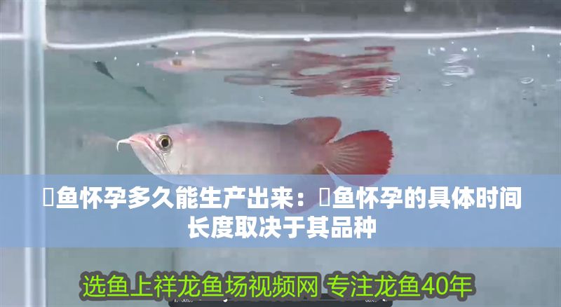 魟魚懷孕多久能生產(chǎn)出來：魟魚懷孕的具體時間長度取決于其品種
