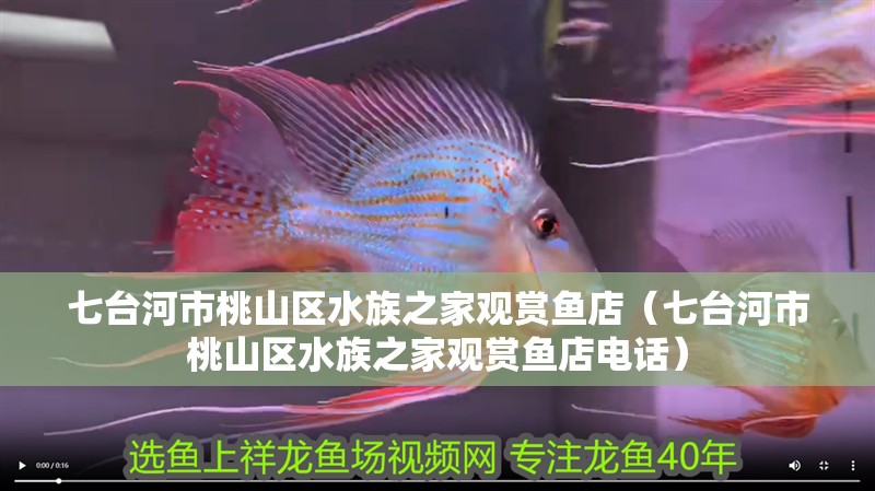 七臺河市桃山區(qū)水族之家觀賞魚店（七臺河市桃山區(qū)水族之家觀賞魚店電話）