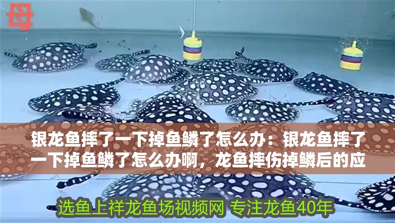 銀龍魚摔了一下掉魚鱗了怎么辦：銀龍魚摔了一下掉魚鱗了怎么辦啊，龍魚摔傷掉鱗后的應(yīng)急處理方法