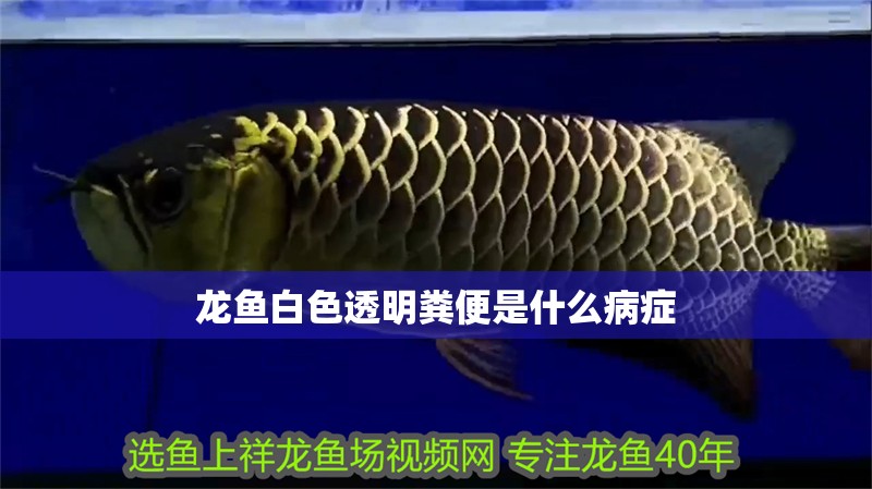 龍魚白色透明糞便是什么病癥 龍魚白色透明糞便是什么病癥 龍魚百科 第4張