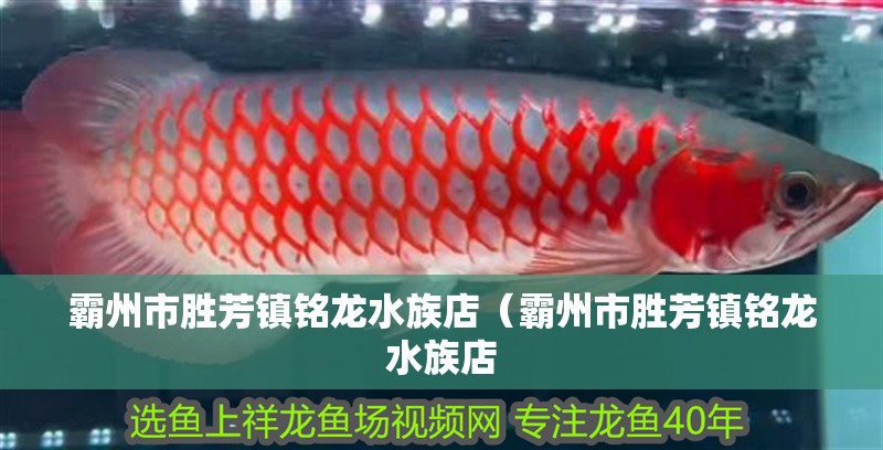 霸州市勝芳鎮銘龍水族店（霸州市勝芳鎮銘龍水族店