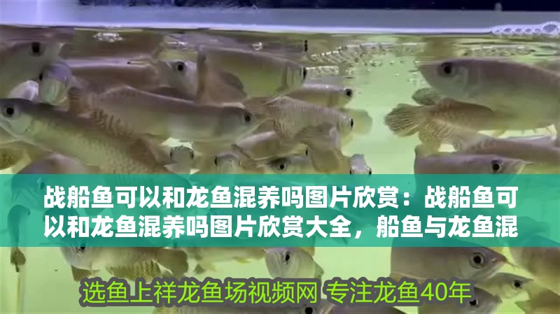 戰船魚可以和龍魚混養嗎圖片欣賞：戰船魚可以和龍魚混養嗎圖片欣賞大全，船魚與龍魚混養可行性及