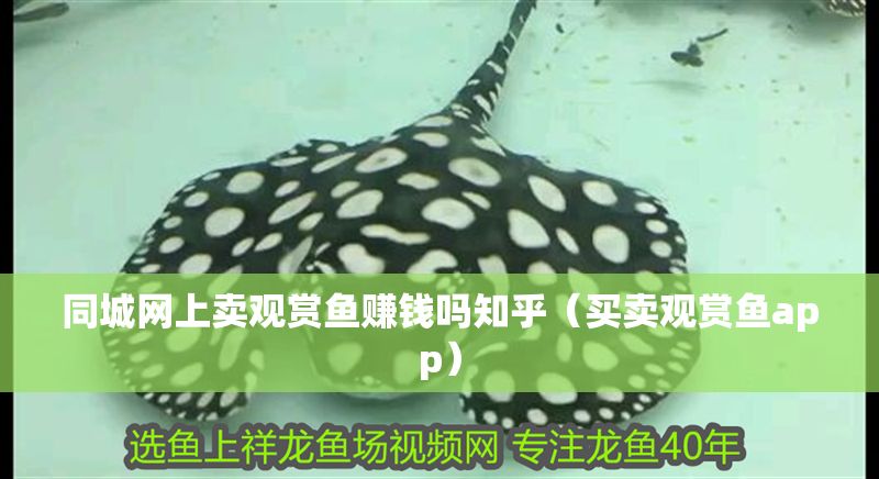 同城網(wǎng)上賣觀賞魚賺錢嗎知乎（買賣觀賞魚app）