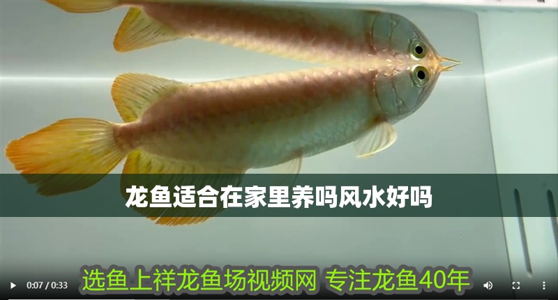 龍魚適合在家里養嗎風水好嗎