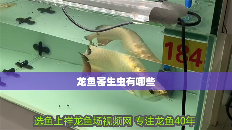 龍魚寄生蟲有哪些