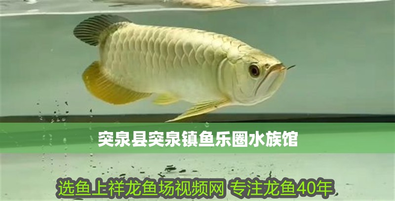 突泉縣突泉鎮魚樂圈水族館