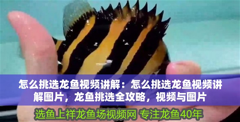 怎么挑選龍魚視頻講解：怎么挑選龍魚視頻講解圖片，龍魚挑選全攻略，視頻與圖片