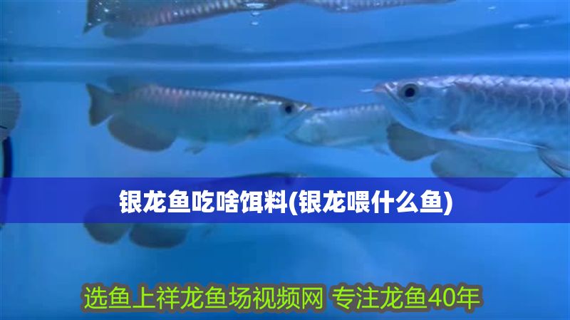 銀龍魚吃啥餌料(銀龍喂什么魚)