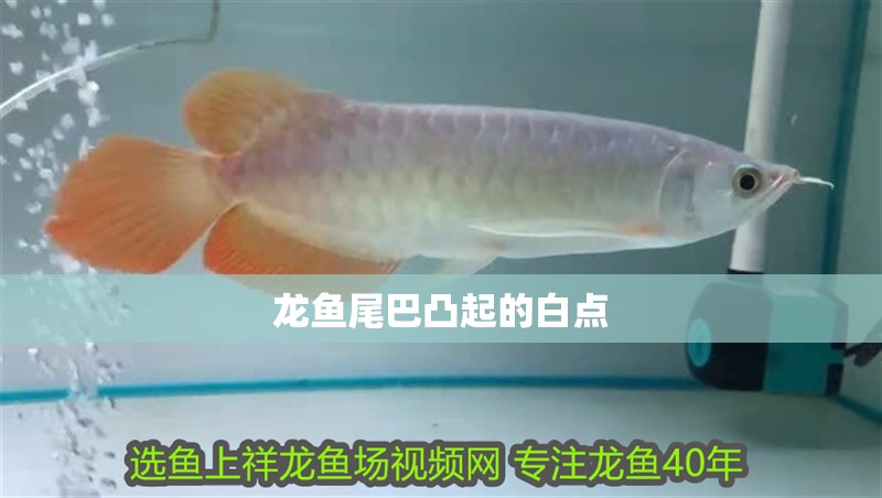龍魚尾巴凸起的白點(diǎn)