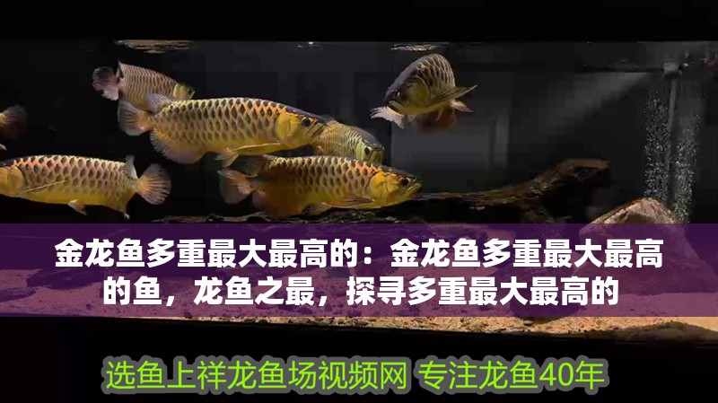 金龍魚多重最大最高的：金龍魚多重最大最高的魚，龍魚之最，探尋多重最大最高的