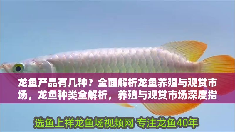 龍魚(yú)產(chǎn)品有幾種？全面解析龍魚(yú)養(yǎng)殖與觀賞市場(chǎng)，龍魚(yú)種類全解析，養(yǎng)殖與觀賞市場(chǎng)深度指南