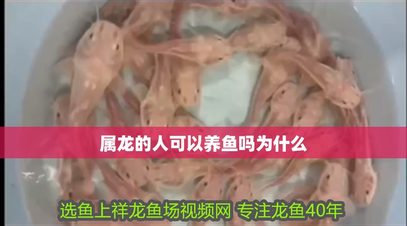 屬龍的人可以養魚嗎為什么