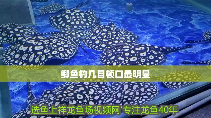 鯽魚釣幾目頓口最明顯