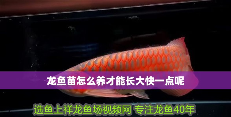 龍魚苗怎么養才能長大快一點呢