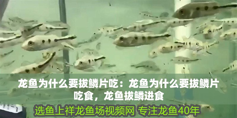 龍魚為什么要拔鱗片吃：龍魚為什么要拔鱗片吃食，龍魚拔鱗進食