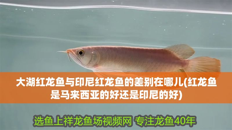 大湖紅龍魚(yú)與印尼紅龍魚(yú)的差別在哪兒(紅龍魚(yú)是馬來(lái)西亞的好還是印尼的好)