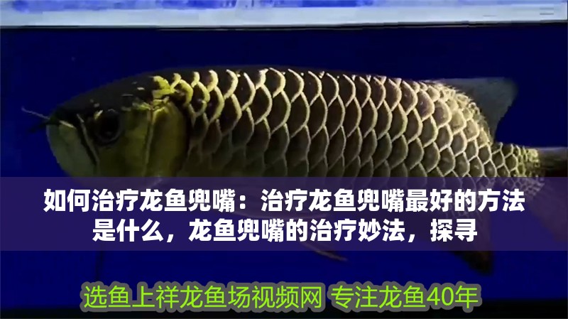 如何治療龍魚兜嘴：治療龍魚兜嘴最好的方法是什么，龍魚兜嘴的治療妙法，探尋