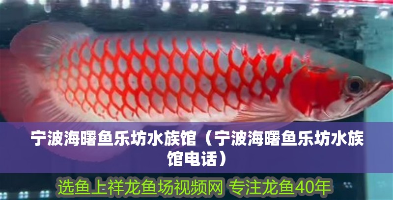 寧波海曙魚樂坊水族館（寧波海曙魚樂坊水族館電話）