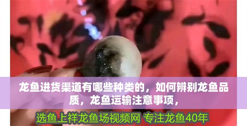 龍魚進貨渠道有哪些種類的，如何辨別龍魚品質，龍魚運輸注意事項，
