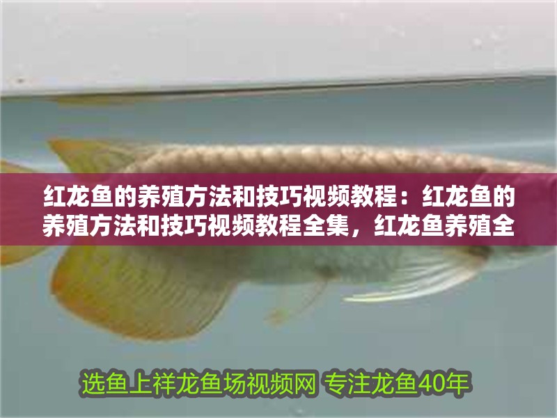 紅龍魚的養殖方法和技巧視頻教程：紅龍魚的養殖方法和技巧視頻教程全集，紅龍魚養殖全攻略，從入門到精通的視頻教程全集