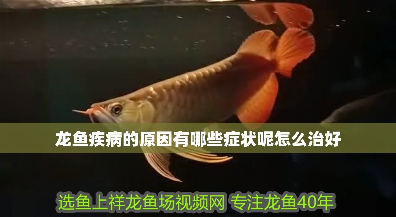 龍魚疾病的原因有哪些癥狀呢怎么治好