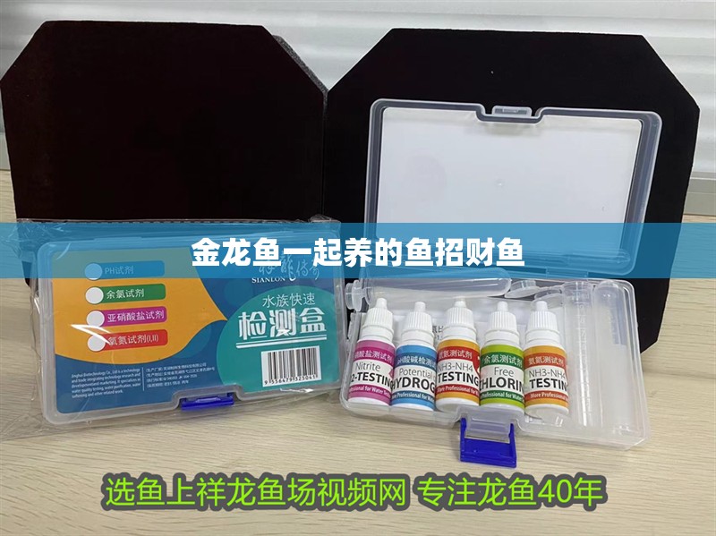 金龍魚一起養的魚招財魚