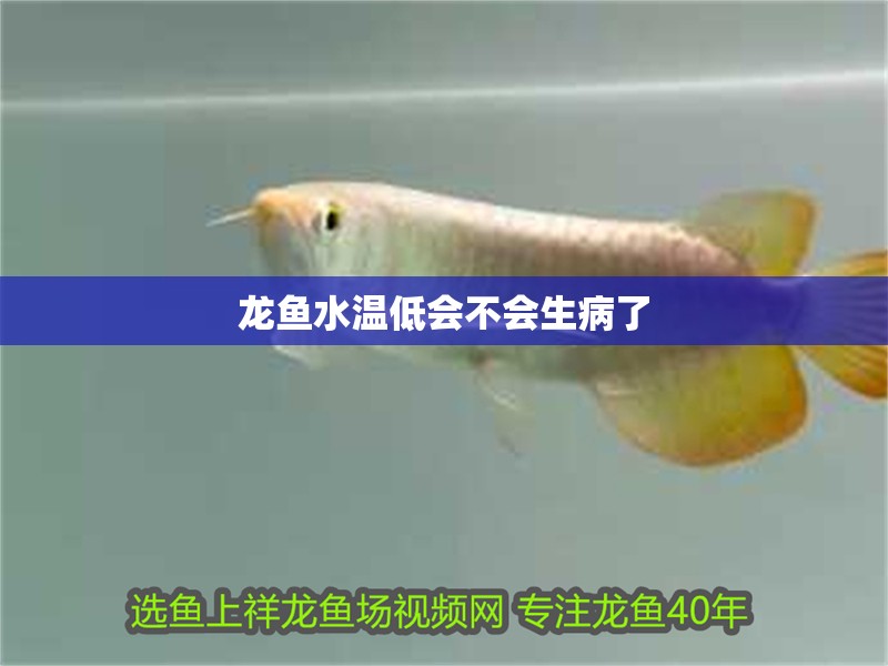 龍魚水溫低會不會生病了