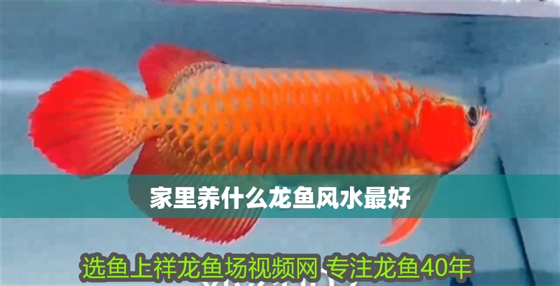 家里養什么龍魚風水最好