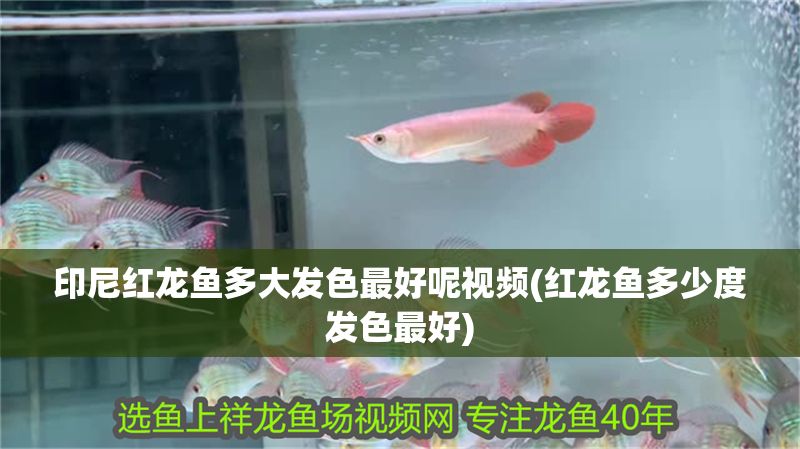 印尼紅龍魚多大發色最好呢視頻(紅龍魚多少度發色最好)