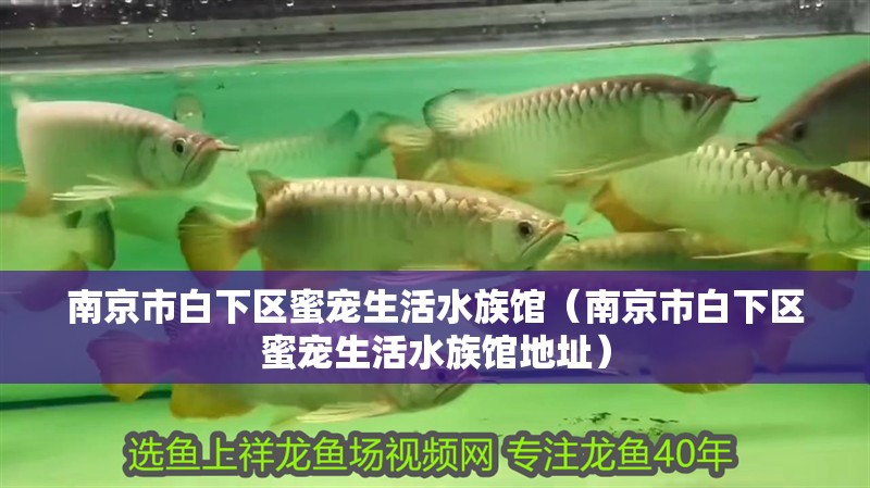 南京市白下區蜜寵生活水族館（南京市白下區蜜寵生活水族館地址）