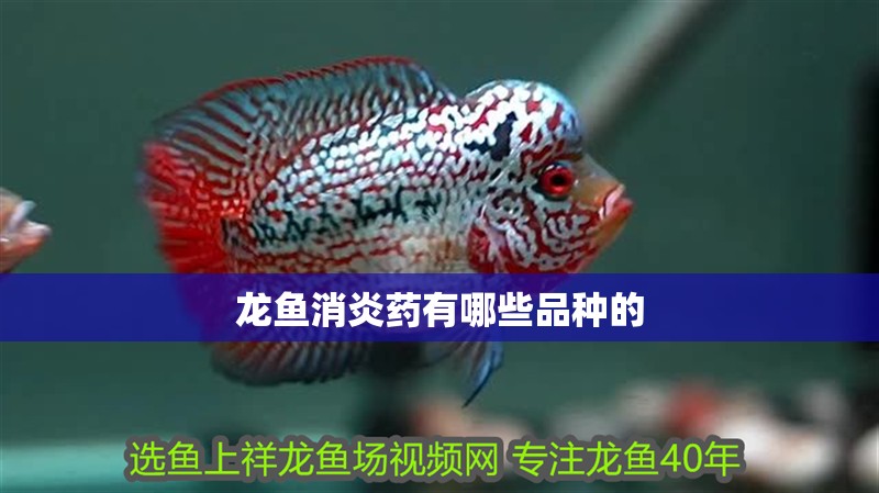 龍魚消炎藥有哪些品種的