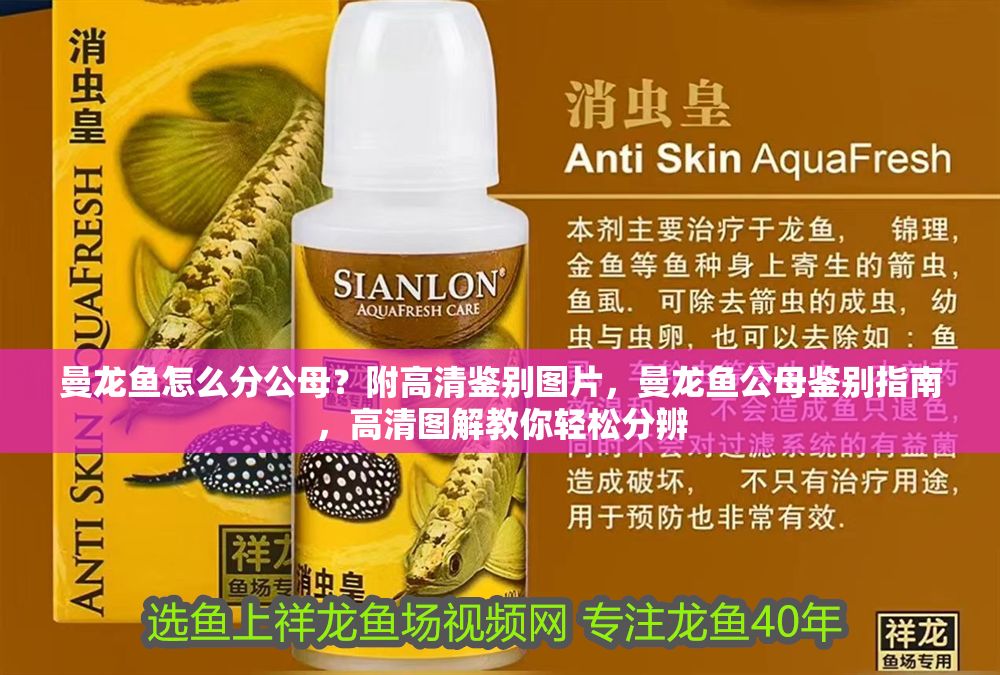 曼龍魚怎么分公母？附高清鑒別圖片，曼龍魚公母鑒別指南，高清圖解教你輕松分辨