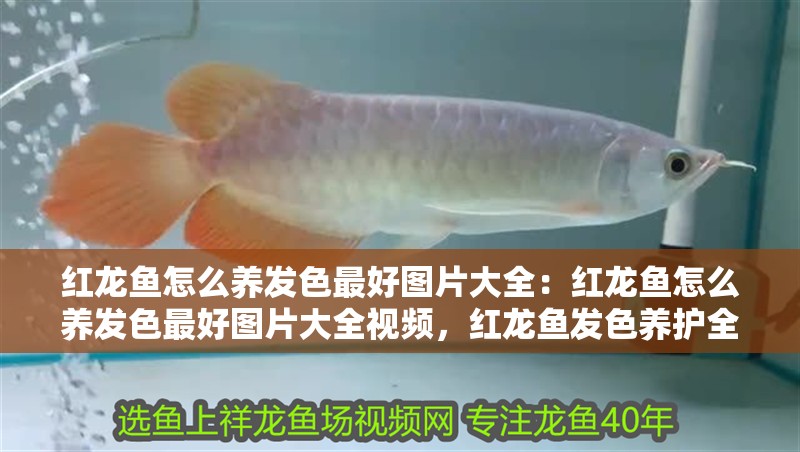 紅龍魚怎么養發色最好圖片大全：紅龍魚怎么養發色最好圖片大全視頻，紅龍魚發色養護全攻略，高清圖文與視頻教程