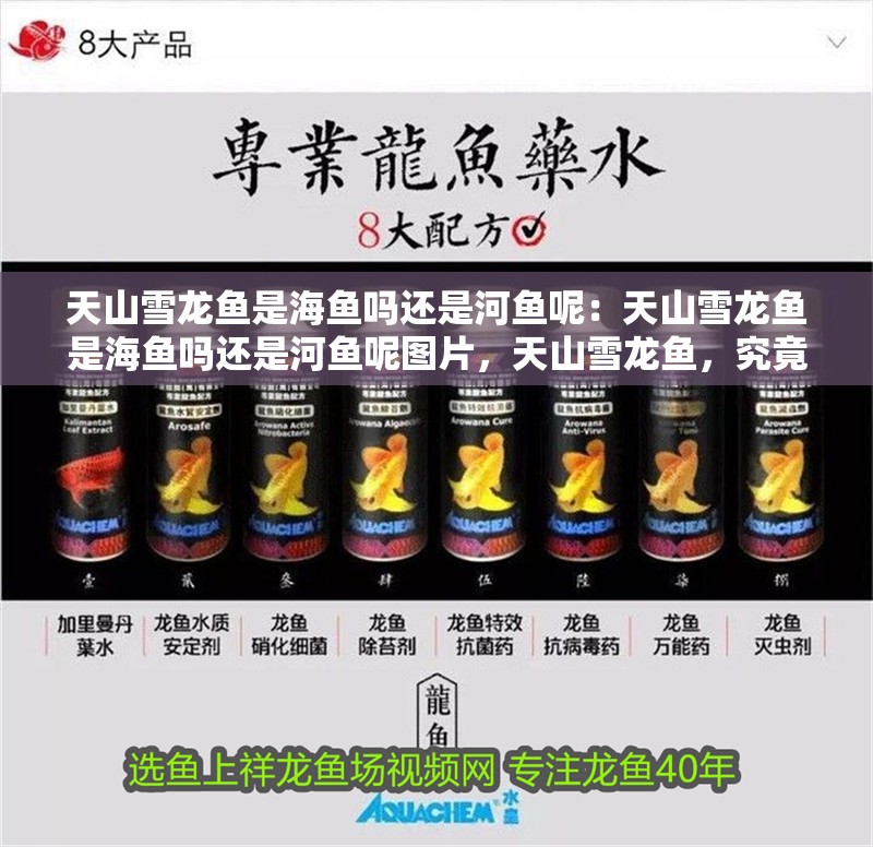 天山雪龍魚是海魚嗎還是河魚呢：天山雪龍魚是海魚嗎還是河魚呢圖片，天山雪龍魚，究竟屬海魚還是河魚？ 天山雪龍魚是海魚嗎還是河魚呢：天山雪龍魚是海魚嗎還是河魚呢圖片，天山雪龍魚，究竟屬海魚還是河魚？ 水族問答
