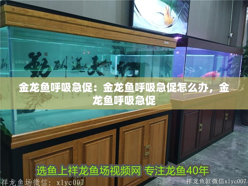 金龍魚呼吸急促：金龍魚呼吸急促怎么辦，金龍魚呼吸急促