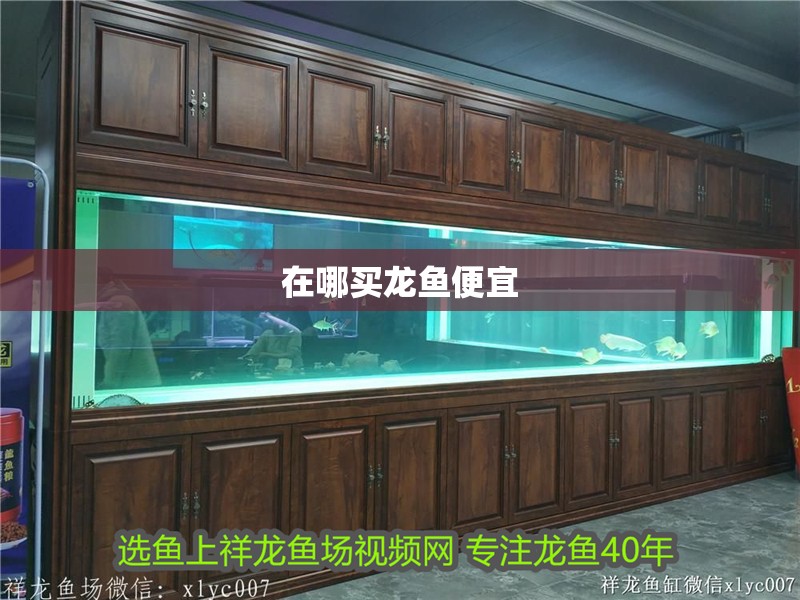 在哪買龍魚便宜