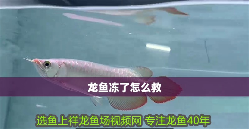 龍魚凍了怎么救