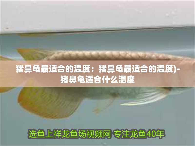 豬鼻龜最適合的溫度：豬鼻龜最適合的溫度)-豬鼻龜適合什么溫度