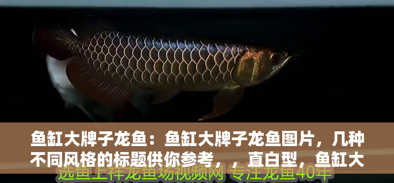 魚缸大牌子龍魚：魚缸大牌子龍魚圖片，幾種不同風格的標題供你參考，，直白型，魚缸大牌子龍魚高清圖片展示，吸引眼球型，驚艷！魚缸大牌子龍魚絕美圖片大賞，文藝風，邂逅魚缸大牌子龍魚，領略靈動之美——