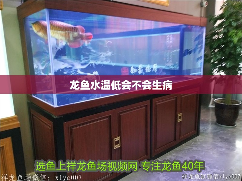 龍魚水溫低會不會生病