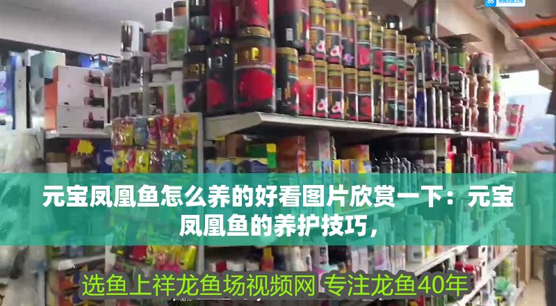 元寶鳳凰魚怎么養(yǎng)的好看圖片欣賞一下：元寶鳳凰魚的養(yǎng)護技巧，