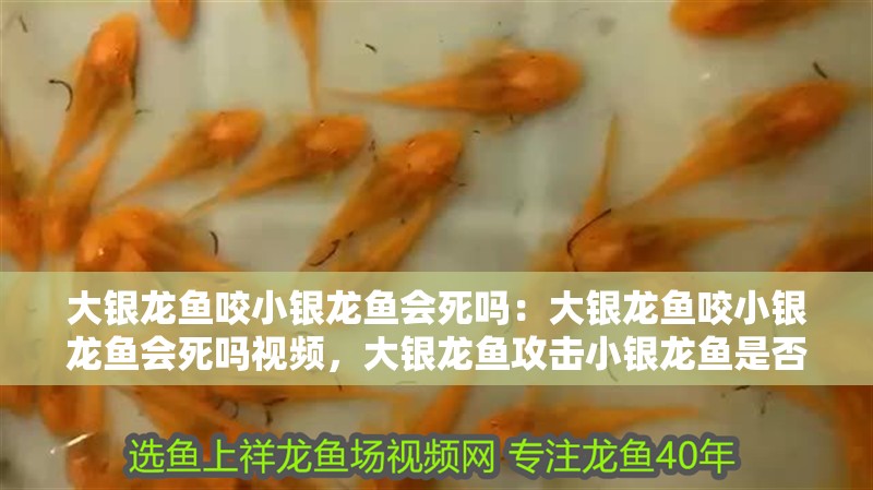 大銀龍魚咬小銀龍魚會死嗎：大銀龍魚咬小銀龍魚會死嗎視頻，大銀龍魚攻擊小銀龍魚是否致命？相關視頻