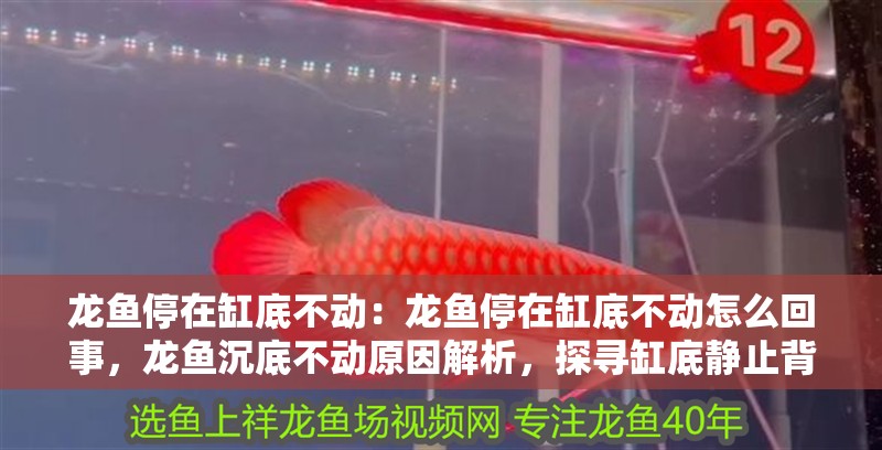 龍魚停在缸底不動：龍魚停在缸底不動怎么回事，龍魚沉底不動原因解析，探尋缸底靜止背后的奧秘