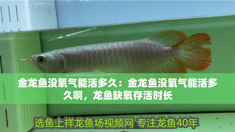 金龍魚沒氧氣能活多久：金龍魚沒氧氣能活多久啊，龍魚缺氧存活時長