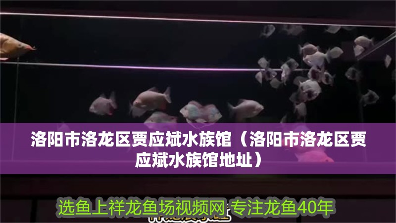洛陽市洛龍區賈應斌水族館（洛陽市洛龍區賈應斌水族館地址）