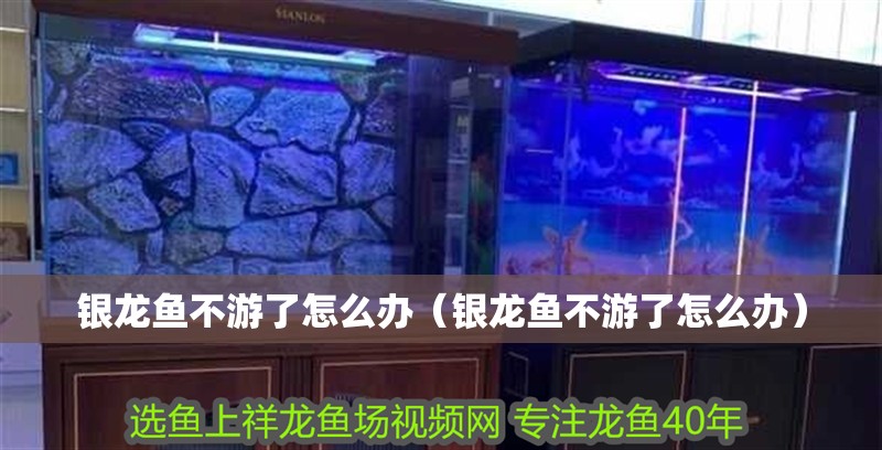 銀龍魚不游了怎么辦（銀龍魚不游了怎么辦）