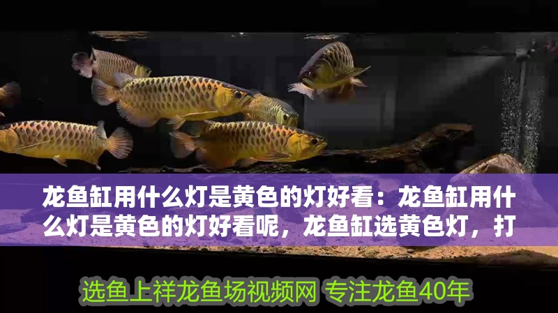 龍魚缸用什么燈是黃色的燈好看：龍魚缸用什么燈是黃色的燈好看呢，龍魚缸選黃色燈，打造驚艷視覺效果