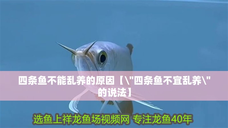 四條魚不能亂養的原因【\