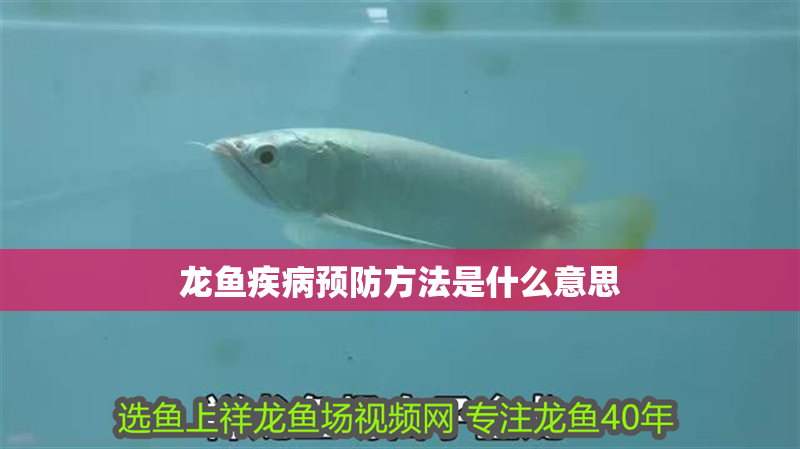 龍魚疾病預防方法是什么意思